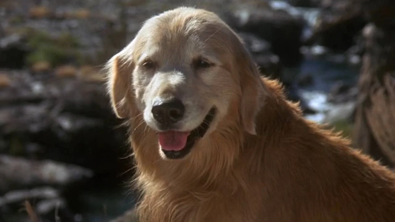 Shadow, le golden retriever